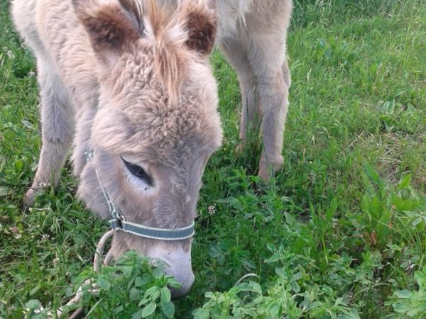 Fattoria Didattica Il Podere Agriturismo - foto 21760.jpg