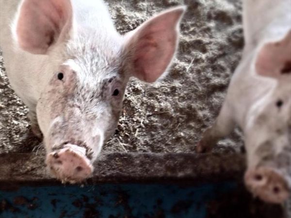 Agriturismo Lucatello  - foto 22431.jpg