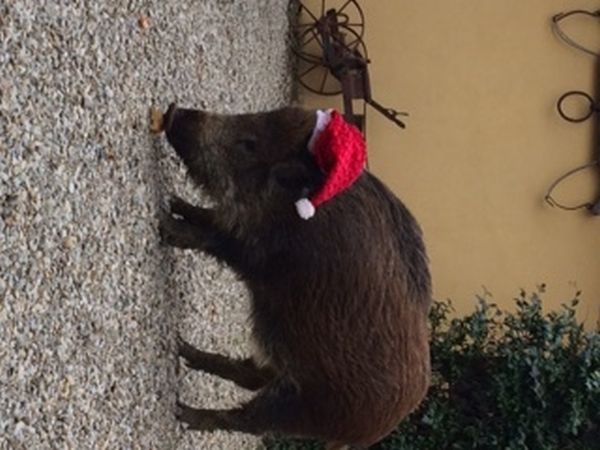 Agriturismo Podere Il Poggiolo - foto 23234.jpg