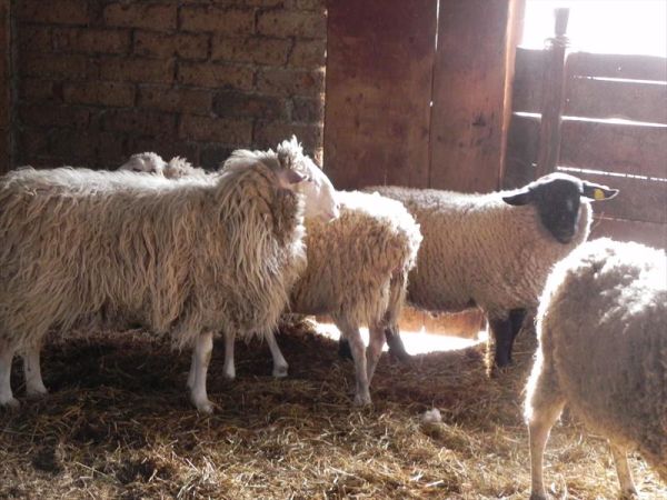 Fattoria di Marena - foto 23612.jpg