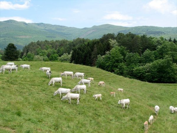 Fattoria di Marena - foto 23616.jpg