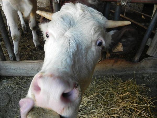 Fattoria di Marena - foto 23621.jpg