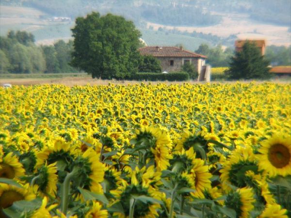 Fattoria di Marena - foto 23623.jpg