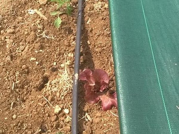 Agriturismo Le Collinette  - foto 23836.jpg