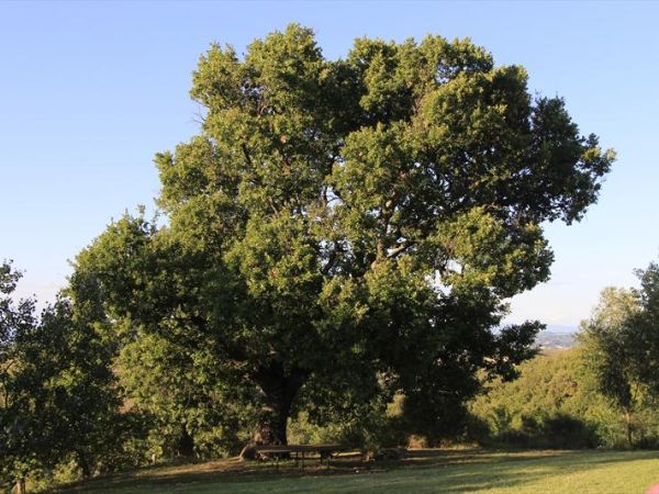 Il Torrino Azienda Agricola - foto 24466.jpg
