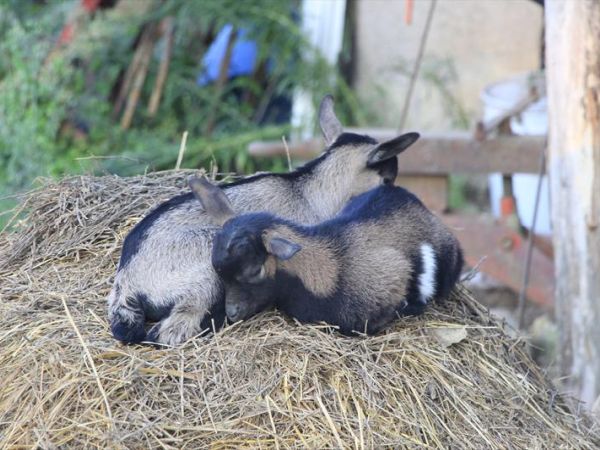 Il Torrino Azienda Agricola - foto 24469.jpg
