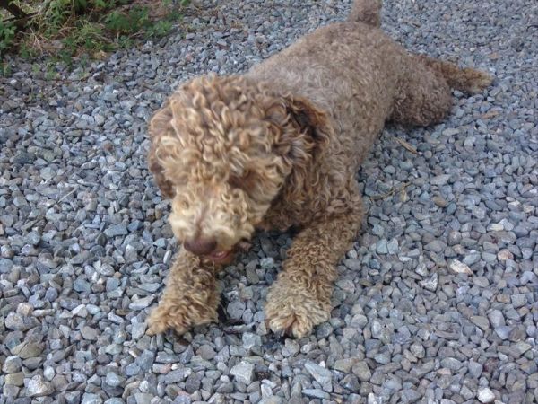 Il Torrino Azienda Agricola - foto 24470.jpg