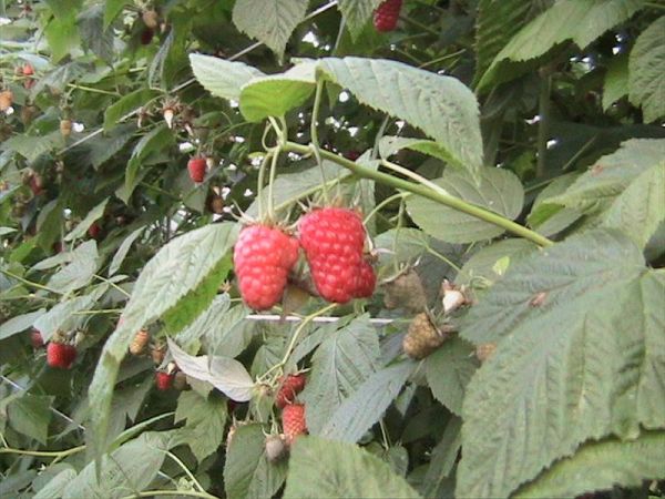 Agritur Dalaip Dei Pape - foto 24722.jpg