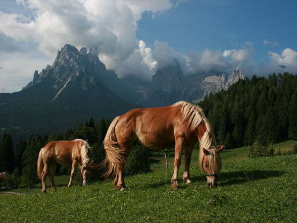 Agritur Dalaip Dei Pape - foto 24729.jpg