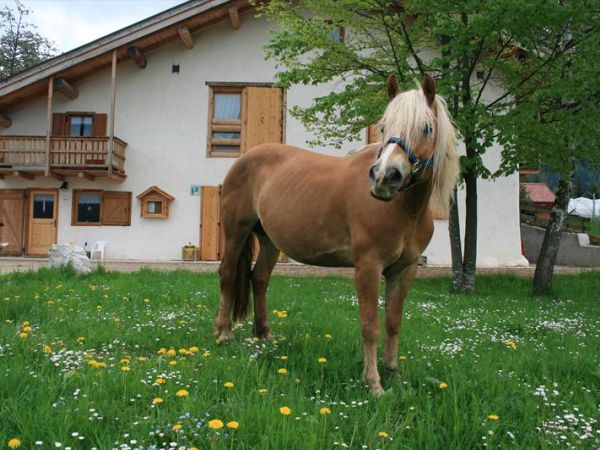 Agritur Dalaip Dei Pape - foto 24737.jpg