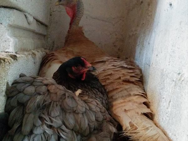 Il Fienile di Orazio - foto 24780.jpg