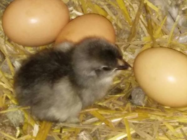 Il Fienile di Orazio - foto 24783.jpg