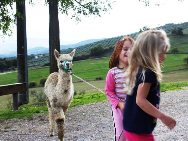 Agriturismo Maridiana Alpaca - foto 25161.jpg