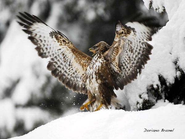 Mountain Hotel Zaluna - foto 25473.jpg