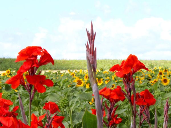 Agriturismo San Luigi - foto 25805.jpg