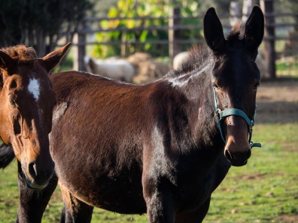 Fattoria Poggio Nebbia - foto 26509.jpg