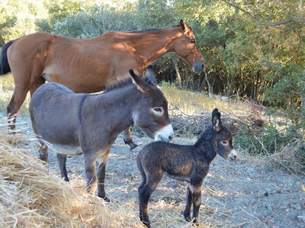 Agriturismo Bellavista - foto 26751.jpg