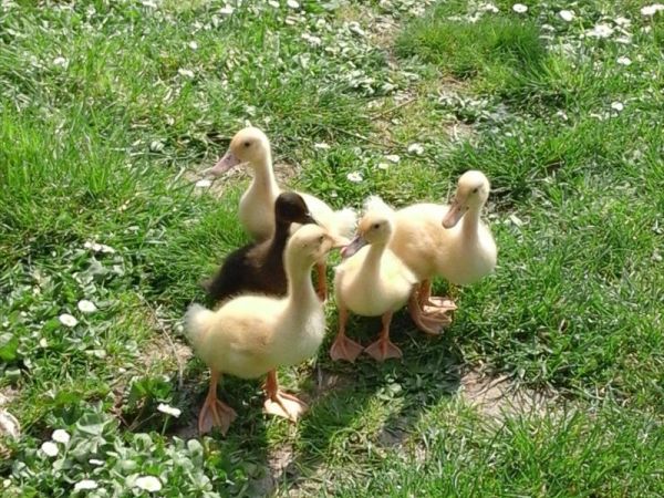 Agriturismo il Giardino - foto 27436.jpg