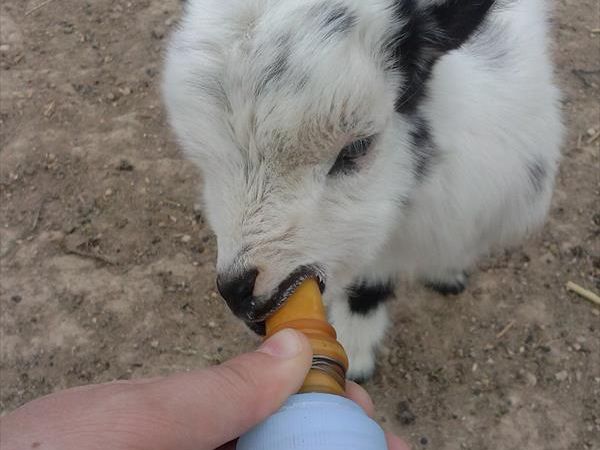 Agriturismo Angelucci - foto 27437.jpg