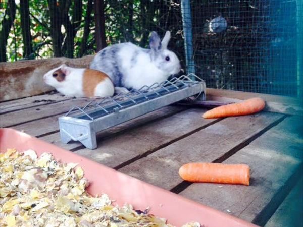 Il Torrino Azienda Agricola - foto 27756.jpg