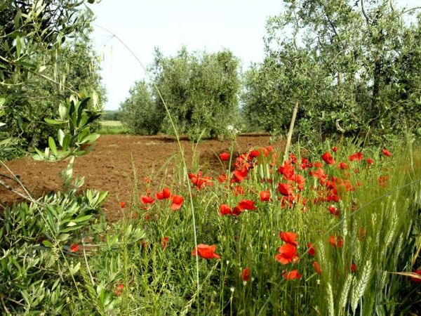 Poderone Vecchio  - foto 27848.jpg