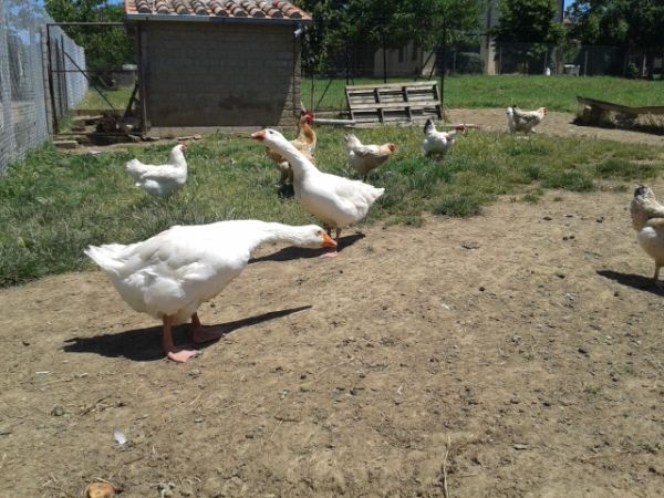 Poderone Vecchio  - foto 27850.jpg