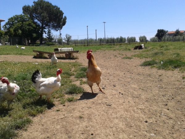 Poderone Vecchio  - foto 27851.jpg