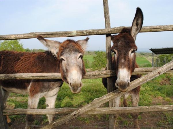 Tenuta Serpepe - foto 28083.jpg