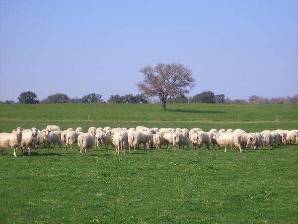 Tenuta Serpepe - foto 28090.jpg