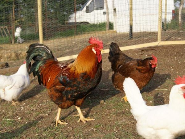 La Casa di Campagna - foto 28728.jpg