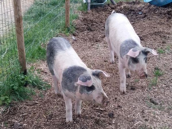 La Casa di Campagna - foto 28734.jpg