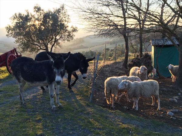 La Fattoria di Valentina - foto 28883.jpg