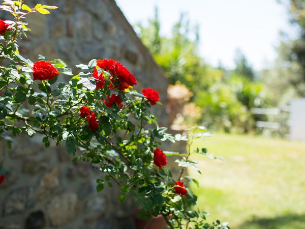 Agriturismo Serraiola Alta - foto 29748.jpg