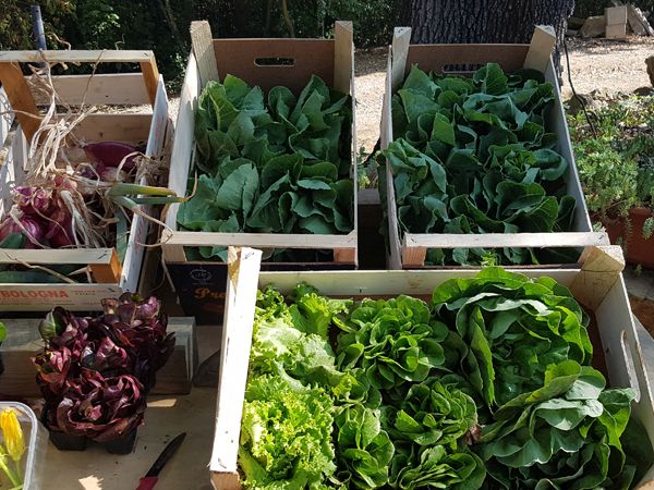 Agriturismo Serraiola Alta - foto 29749.jpg