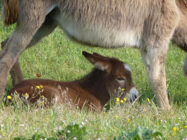 Il Canto dell�Asino - foto 29946.jpg