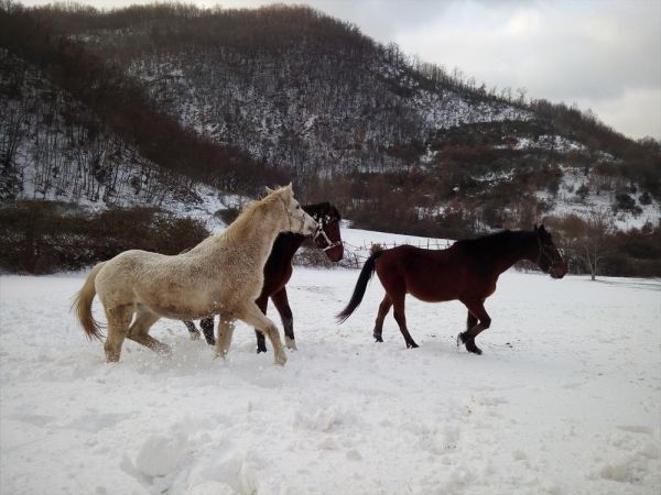 Fattoria la Germana - foto 30430.jpg
