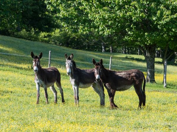 Fattoria di Germagnano - foto 31174.jpg