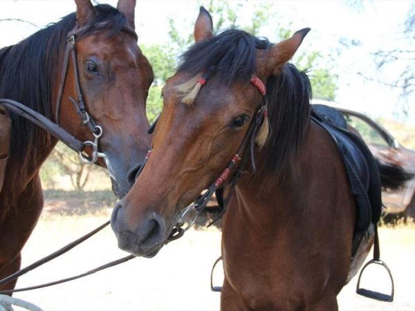Torre Sant�Antonio - foto 31568.jpg