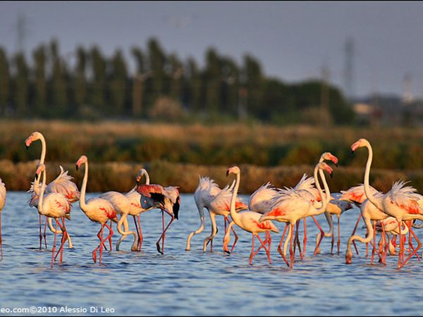 Hotel l�Approdo - foto 31789.jpg