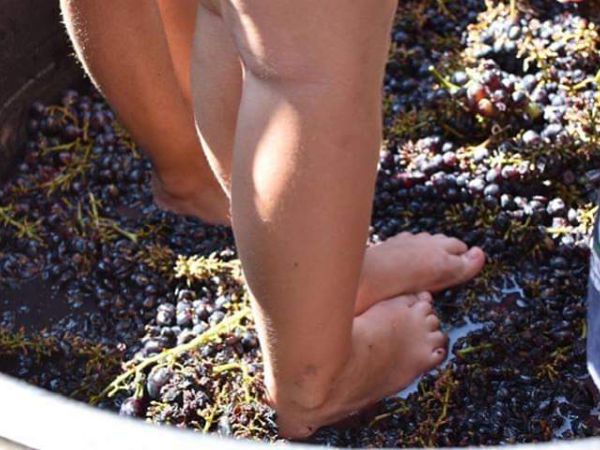 Fattoria Didattica San Domenico - foto 32357.jpg