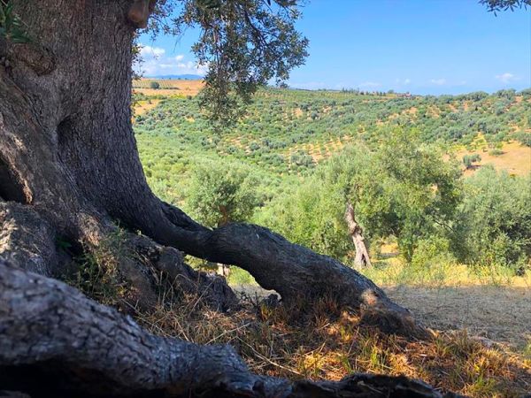 Agriturismo Vulcano - foto 32364.jpg