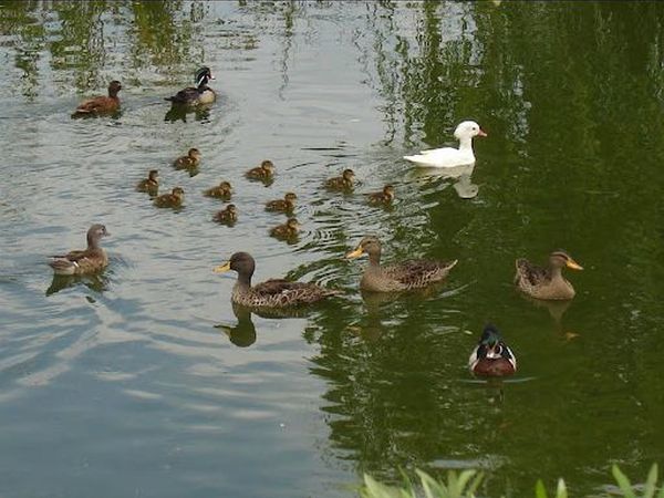 Agriturismo Papaveri e Papere - foto 13169.jpg