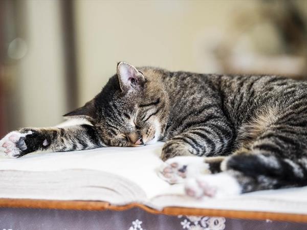 Romantik Hotel Stafler - foto 33517.jpg