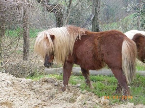 Il Torrino Azienda Agricola - foto 10387.jpg