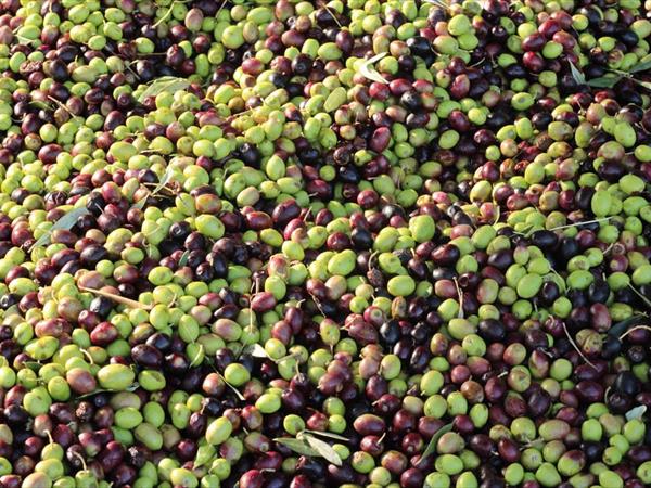 Agriturismo Vulcano - foto 34437.jpg