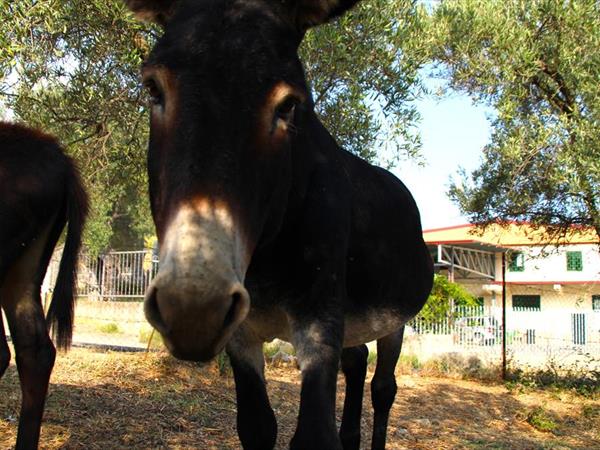 Agriturismo Vulcano - foto 34440.jpg