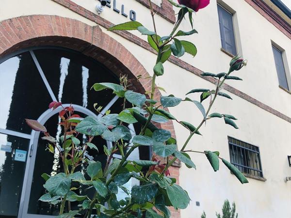 Podere Raffaello - foto 34512.jpg