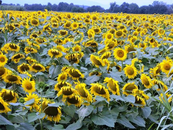 Incanto Toscano - foto 34586.jpg