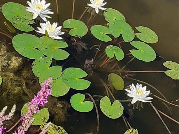 Incanto Toscano - foto 34617.jpg