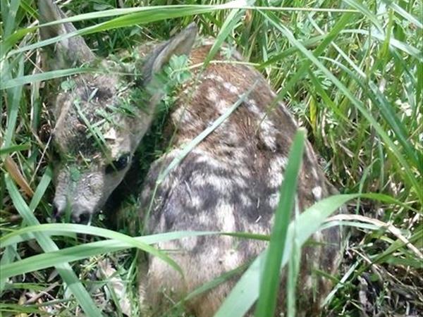 Agriturismo Le Dolci Colline - foto 36585.jpg